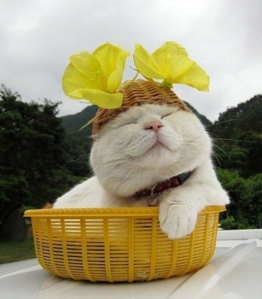 Хорошего дня прикольные