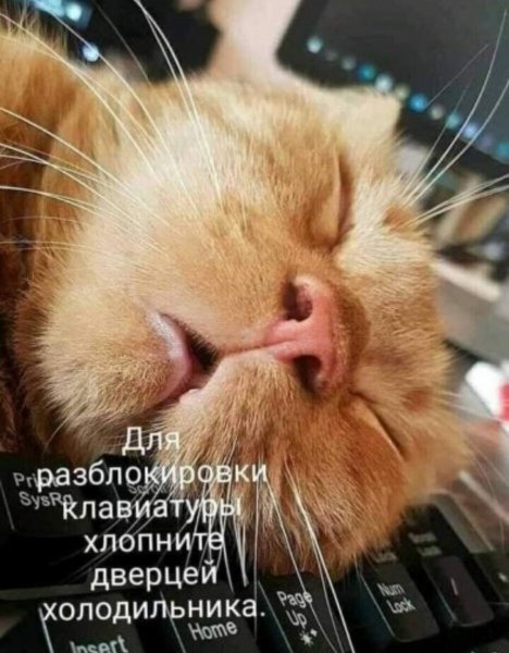 Котики для поднятия настроения