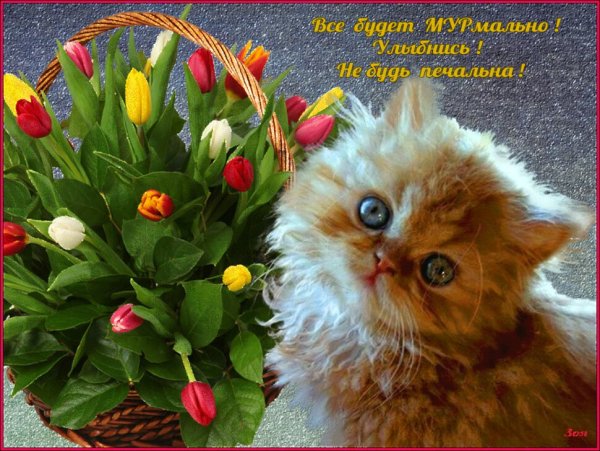 Котики с цветами для хорошего настроения
