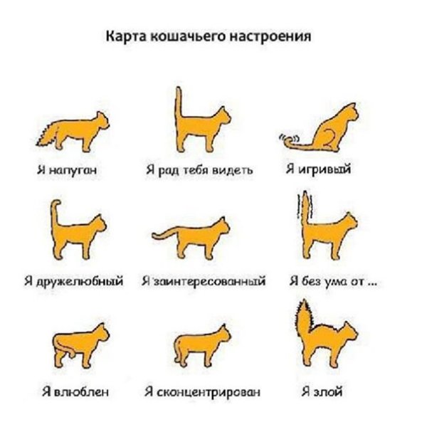 Как узнать кошачий язык