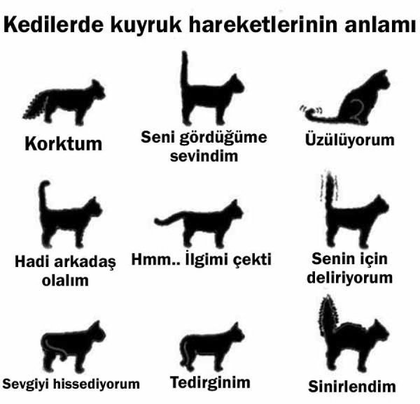 Как изучить кошачий язык
