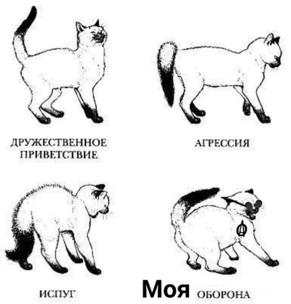 Настроение кошки по хвосту