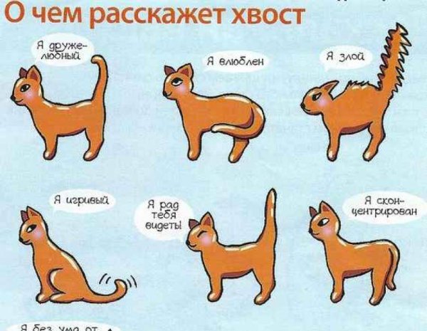 Язык котов по хвосту