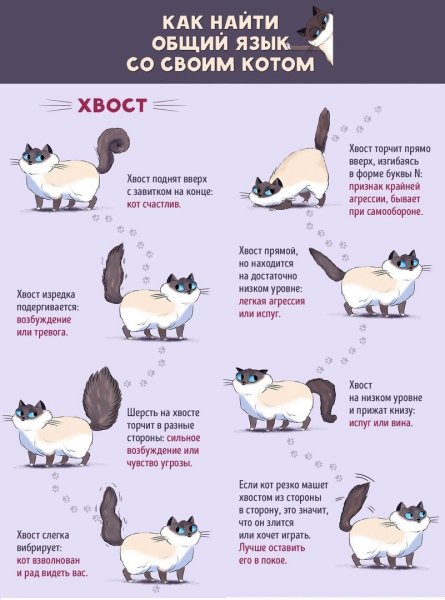Язык тела кошек