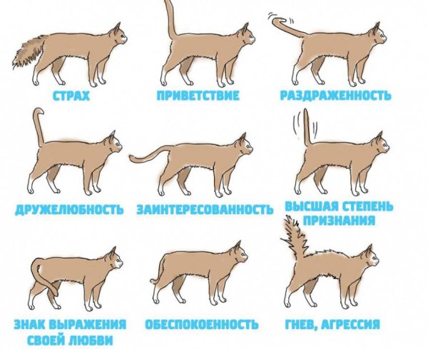 Положение хвоста у кошки