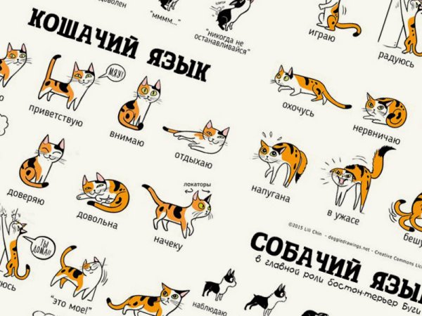 Выучить язык кошек