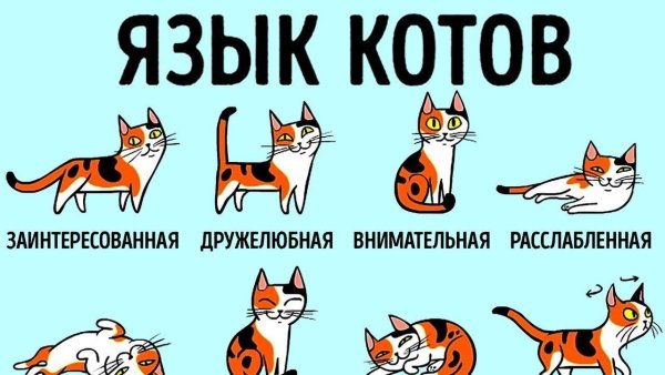 Положение хвоста у кошки