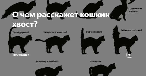 Кошачьи жесты хвостом