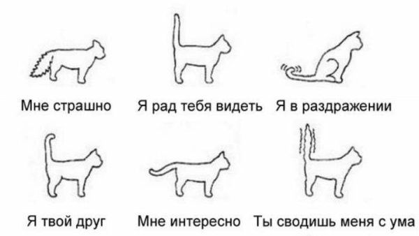 Язык котов по хвосту