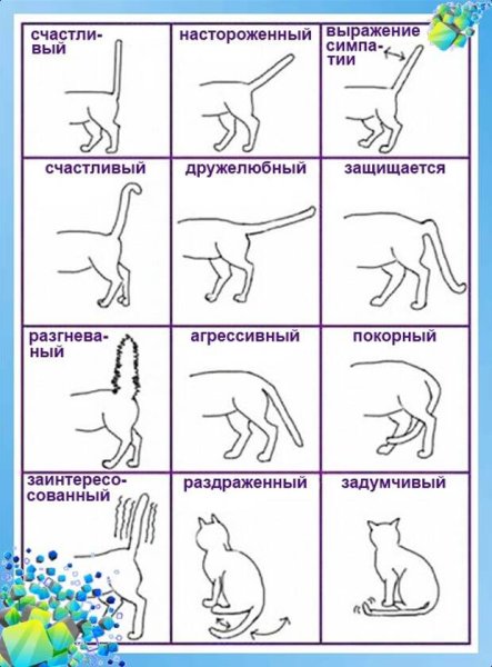 Эмоции котов по хвосту