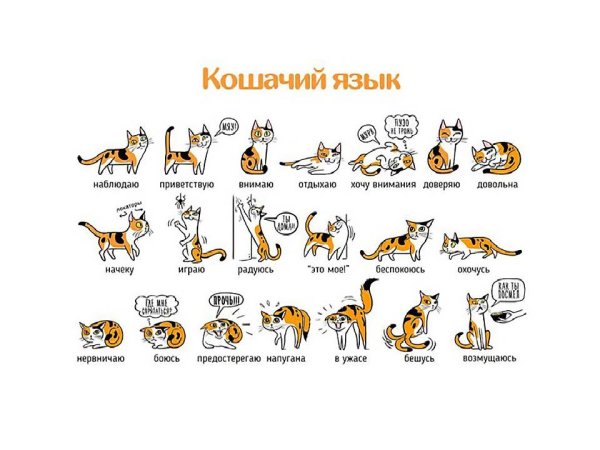 Почему кот виляет хвостом