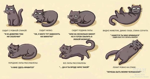 Жесты кошек