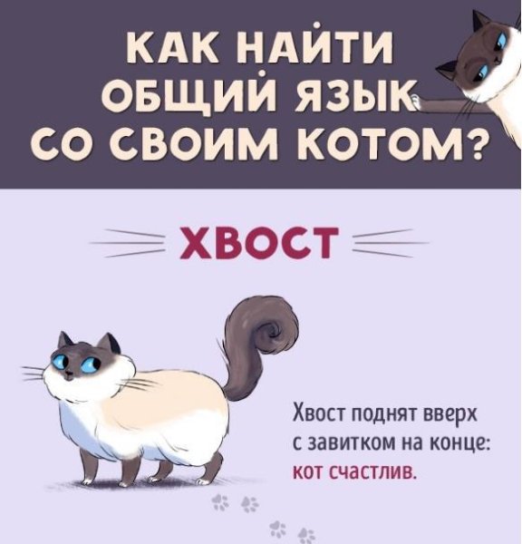 Положение хвоста у кошки