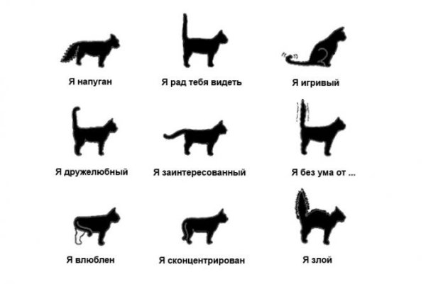 Повадки животных