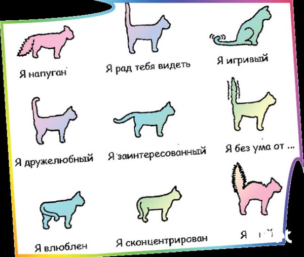 Настроение кота по хвосту