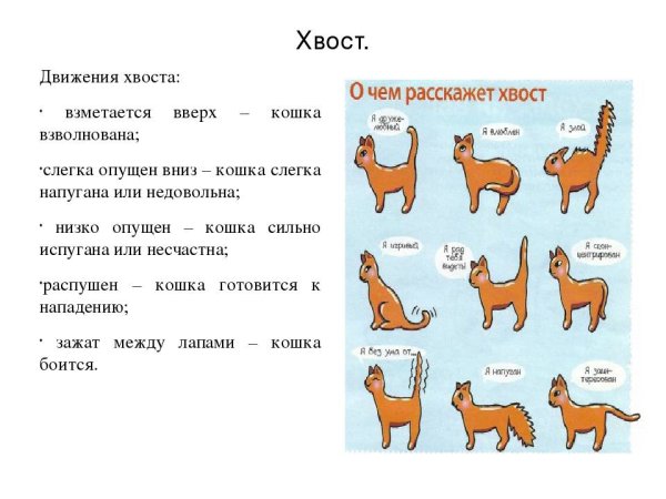 Язык жестов кошек