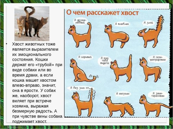 Эмоции кота по хвосту