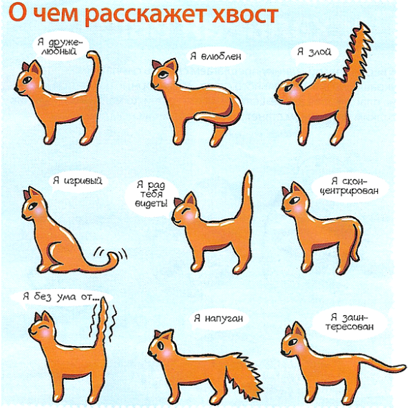 Настроение кота по хвосту