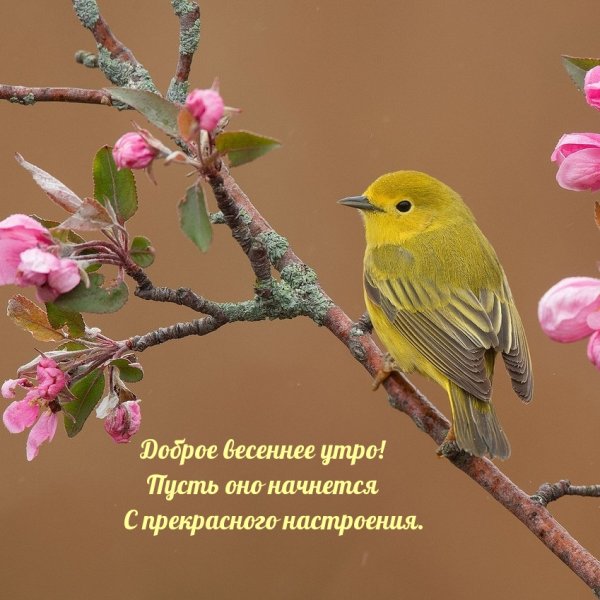 Доброе Весеннее утро