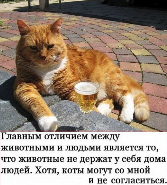 Весёлые надписи для поднятия настроения