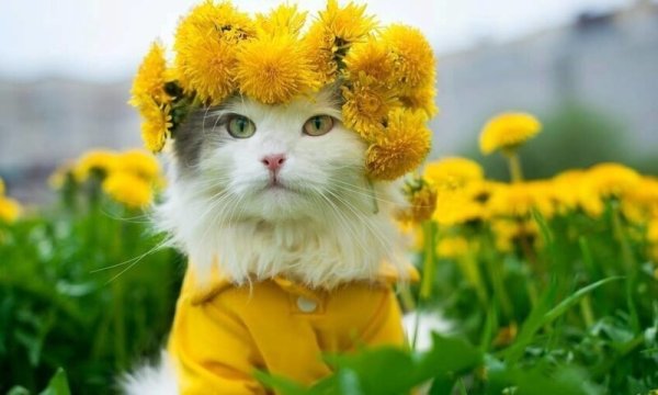 Кот и одуванчик