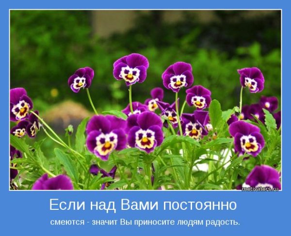 Анютины глазки