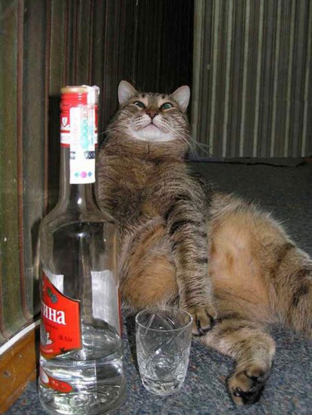 Кот с водкой