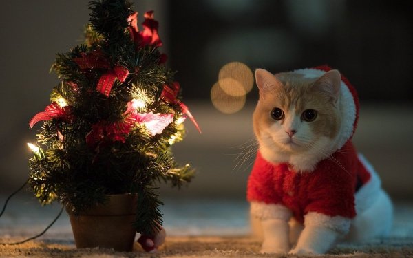 Новогодний кот