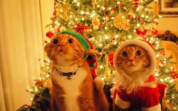 Новогодние коты