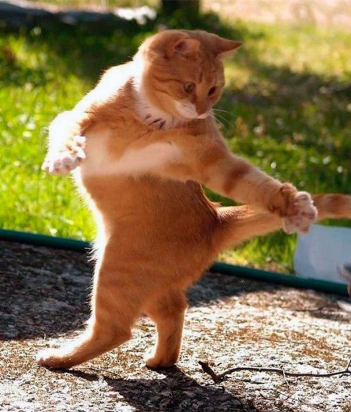 Танцующий кот