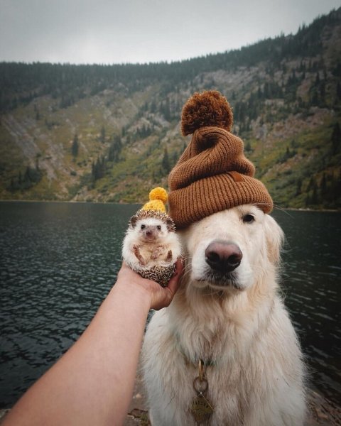 Радость животных