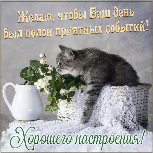Коты Ирины Приходько