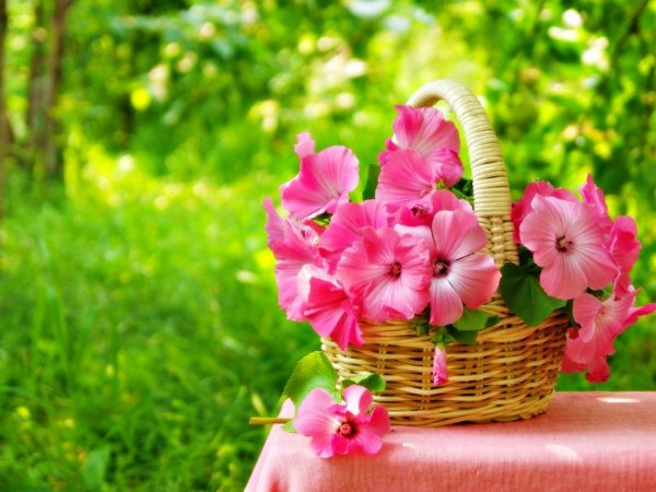 Нежное утро картинки красивые
