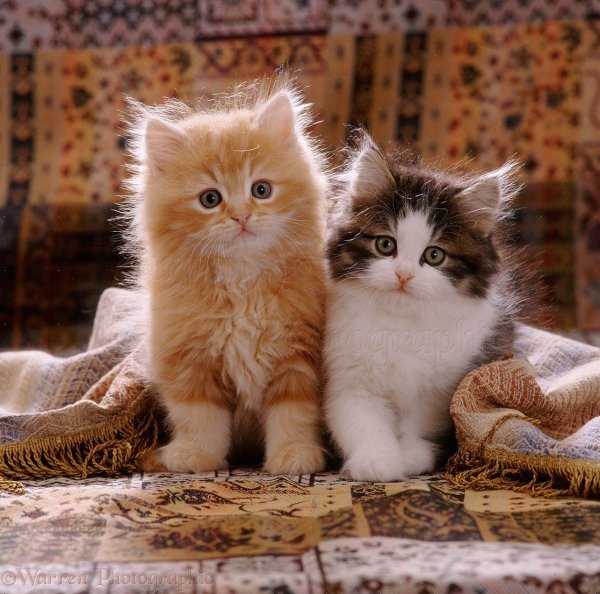 Котята для настроения