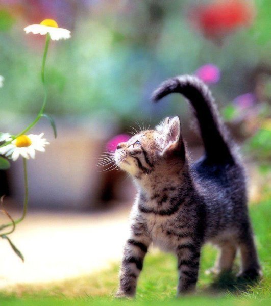 Котёнок и солнышко