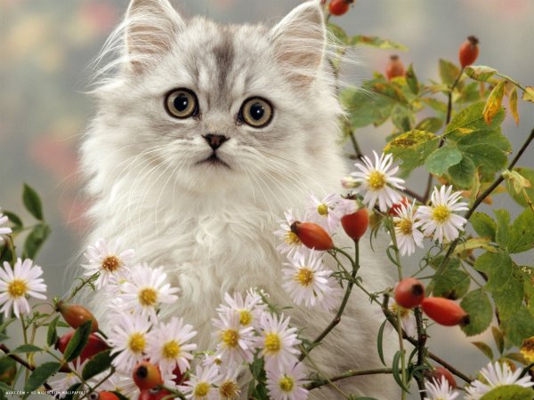 Белая кошка в ромашках