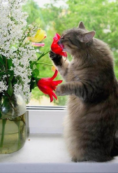 Котенки и цветы