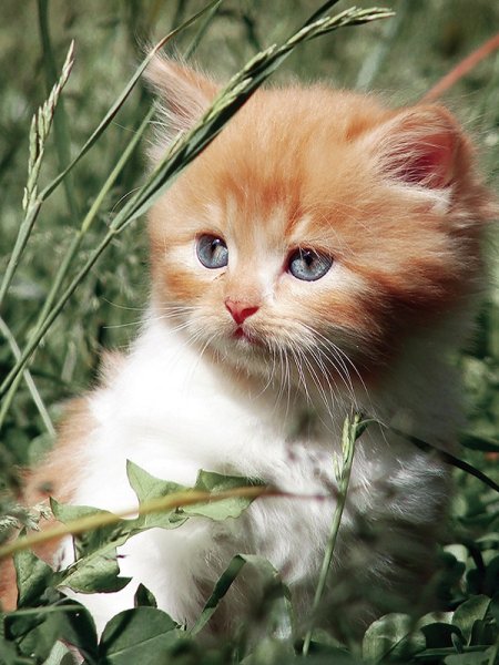Котики для настроения