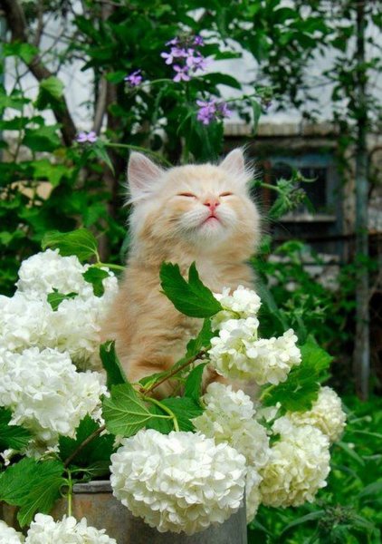 Кошки и цветы