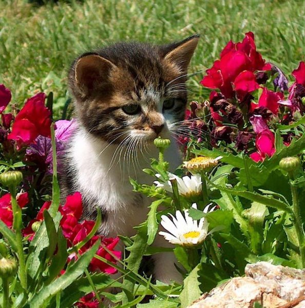 Чудесного дня котики