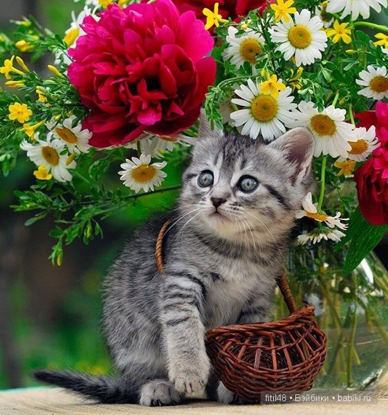 Котенок с цветочком