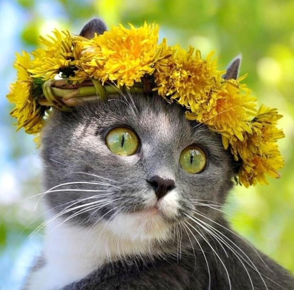 Кошка в венке из цветов