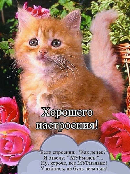 Рыжий котенок с цветами