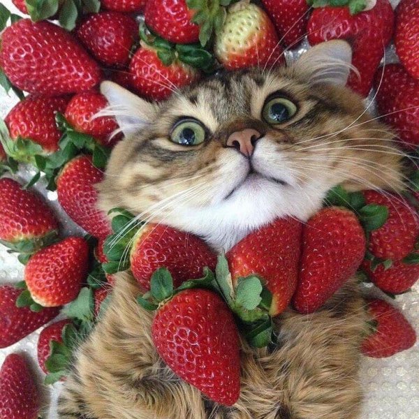 Котик с клубникой