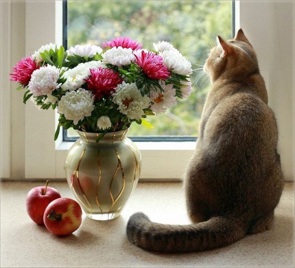 Котик и цветы в вазе