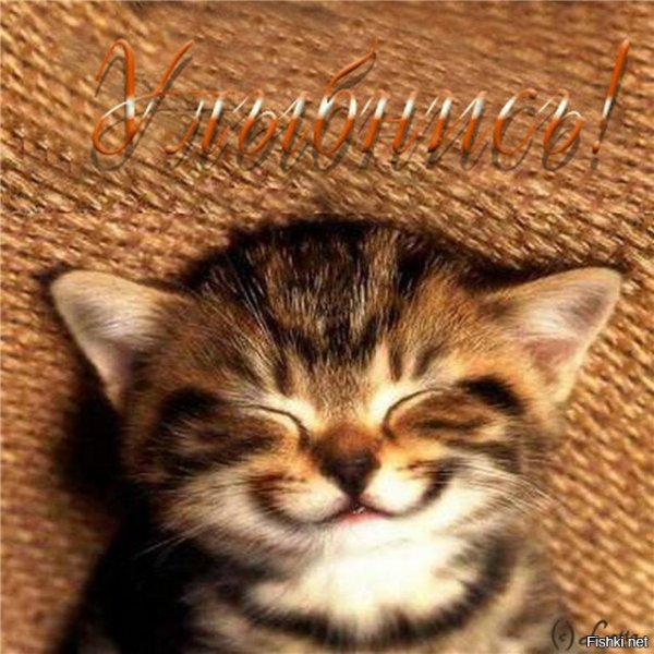 Улыбнись котенок