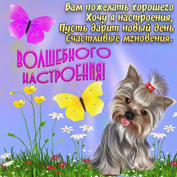 Цветы с добрыми пожеланиями