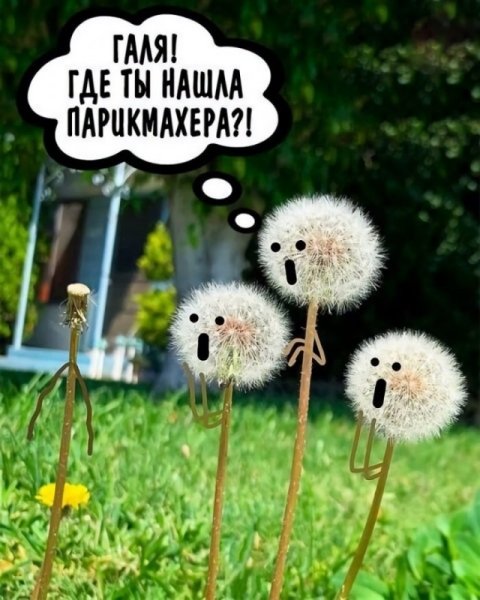 Одуванчик прикол
