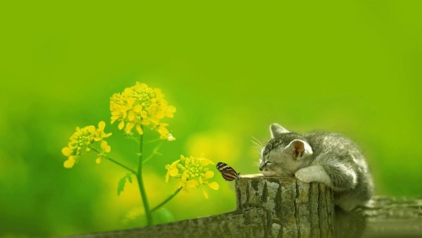 Обои на рабочий стол настроение