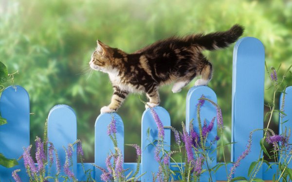 Коты на заборе
